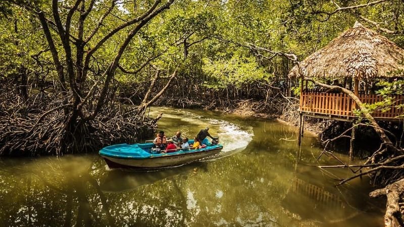 Mangrove Boat Ride