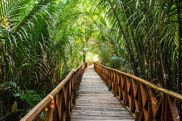 Dhani Nallah Mangrove Walkway