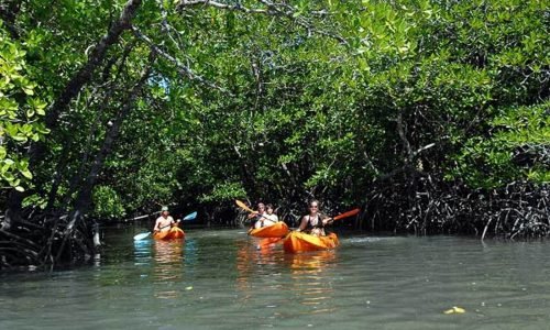 Mangrove Kayaking