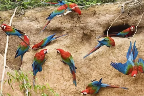 Parrot Island