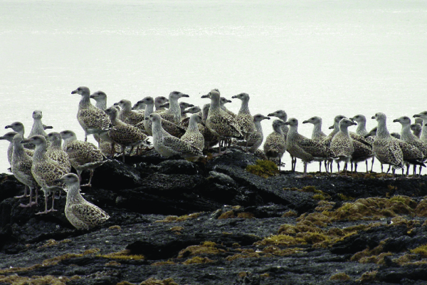 Seabird Colonies