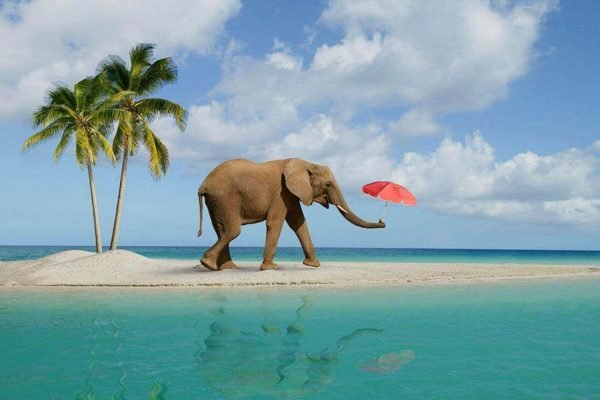 elephant beach